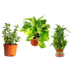 Pack of 3 Air Purifier Plants for Office Desk